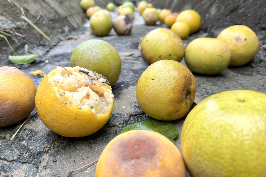 Cam rụng lâu ngày không kịp nhặt, đã bắt đầu thối rữa dưới gốc, mương thoát nước. Cam rụng lâu ngày không kịp nhặt, đã bắt đầu thối rữa dưới gốc, mương thoát nước.