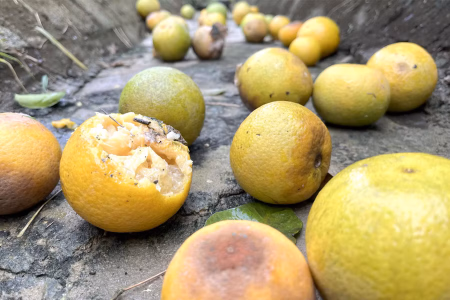 Cam rụng lâu ngày không kịp nhặt, đã bắt đầu thối rữa dưới gốc, mương thoát nước.