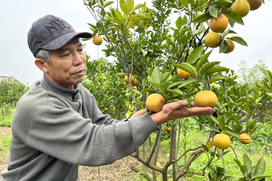 Ông Nguyễn Văn Cường bên vườn cam của gia đình. Ông Nguyễn Văn Cường bên vườn cam của gia đình.