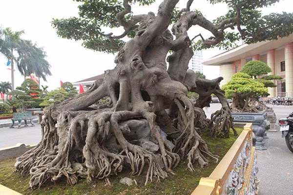 sanh co "ngọa hỏ tàng long" giá hon 32 tỷ dòng cua dai gia phu tho - 10