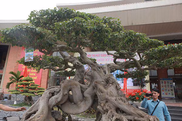 sanh co "ngọa hỏ tàng long" giá hon 32 tỷ dòng cua dai gia phu tho - 7