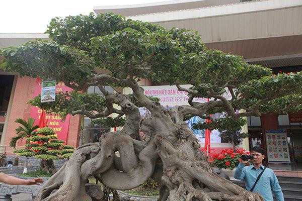 Chiêm ngưỡng cây sanh cổ “ngọa hổ tàng long” giá hơn 32 tỷ đồng của đại gia Phú Thọ ảnh 7 sanh co "ngọa hỏ tàng long" giá hon 32 tỷ dòng cua dai gia phu tho - 7