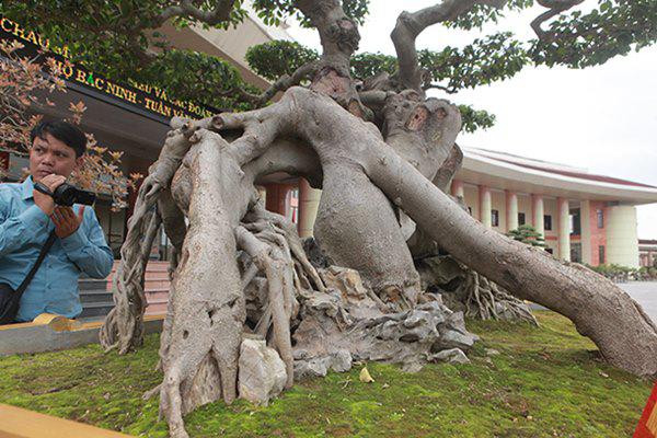 Chiêm ngưỡng cây sanh cổ “ngọa hổ tàng long” giá hơn 32 tỷ đồng của đại gia Phú Thọ ảnh 11 sanh co "ngọa hỏ tàng long" giá hon 32 tỷ dòng cua dai gia phu tho - 11