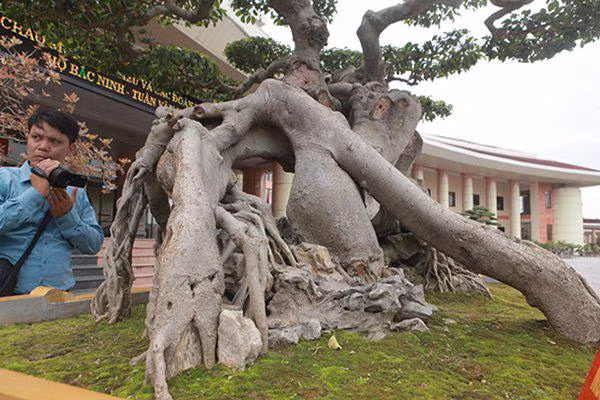 sanh co "ngọa hỏ tàng long" giá hon 32 tỷ dòng cua dai gia phu tho - 11