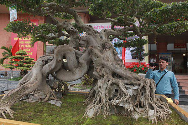 Chiêm ngưỡng cây sanh cổ “ngọa hổ tàng long” giá hơn 32 tỷ đồng của đại gia Phú Thọ ảnh 6 sanh co "ngọa hỏ tàng long" giá hon 32 tỷ dòng cua dai gia phu tho - 6