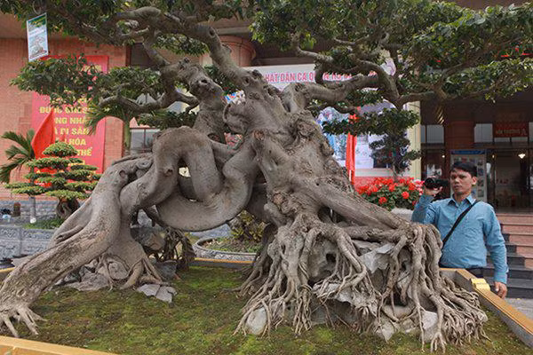 sanh co "ngọa hỏ tàng long" giá hon 32 tỷ dòng cua dai gia phu tho - 6