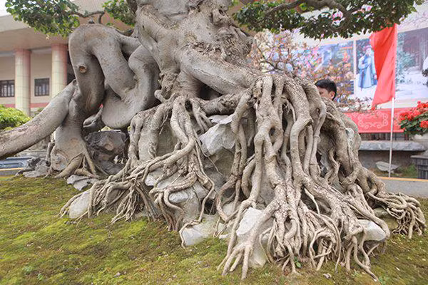 sanh co "ngọa hỏ tàng long" giá hon 32 tỷ dòng cua dai gia phu tho - 8