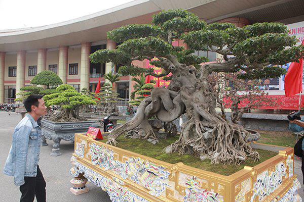 Chiêm ngưỡng cây sanh cổ “ngọa hổ tàng long” giá hơn 32 tỷ đồng của đại gia Phú Thọ ảnh 13 sanh co "ngọa hỏ tàng long" giá hon 32 tỷ dòng cua dai gia phu tho - 13