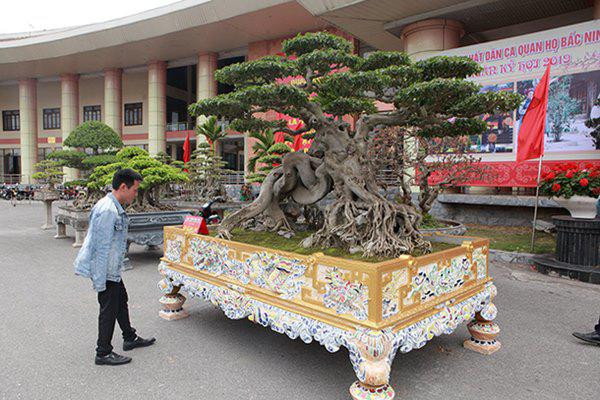 Chiêm ngưỡng cây sanh cổ “ngọa hổ tàng long” giá hơn 32 tỷ đồng của đại gia Phú Thọ ảnh 3 sanh co "ngọa hỏ tàng long" giá hon 32 tỷ dòng cua dai gia phu tho - 3