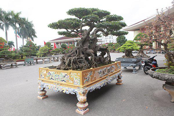 Chiêm ngưỡng cây sanh cổ “ngọa hổ tàng long” giá hơn 32 tỷ đồng của đại gia Phú Thọ ảnh 14 sanh co "ngọa hỏ tàng long" giá hon 32 tỷ dòng cua dai gia phu tho - 14