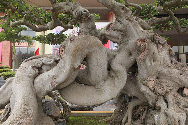 Chiêm ngưỡng cây sanh cổ “ngọa hổ tàng long” giá hơn 32 tỷ đồng của đại gia Phú Thọ ảnh 9 sanh co "ngọa hỏ tàng long" giá hon 32 tỷ dòng cua dai gia phu tho - 9