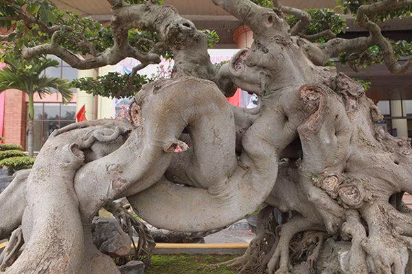 sanh co "ngọa hỏ tàng long" giá hon 32 tỷ dòng cua dai gia phu tho - 9