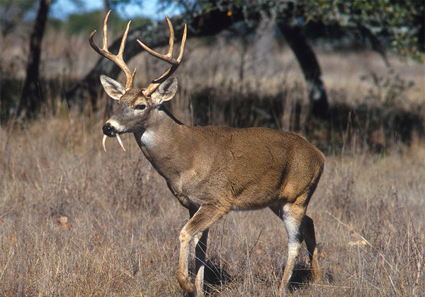 doc duoc trong phim co trang trung quoc co that khong? hinh anh 4