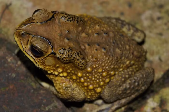 Vì sao nhiều người vui mừng khi thấy cóc vào nhà?