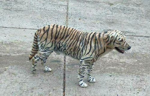 khi-fan-cuong-son-tung-lam-van-ta-thuy-kieu-7