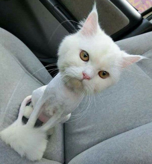 khi-fan-cuong-son-tung-lam-van-ta-thuy-kieu-8