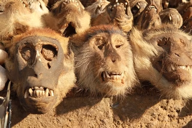 Top 8 dia diem rung ron dang so nhat hanh tinh-Hinh-7