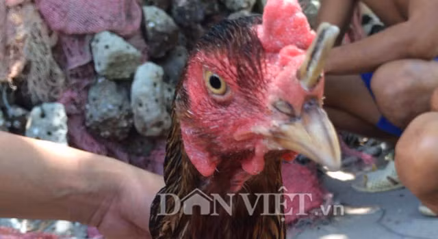 Chú gà trống mọc sừng