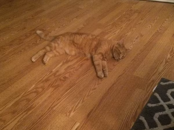 Phải dụi mắt vài lần bạn mới tìm ra được những thú cưng biết ngụy trang cực siêu này ảnh 6