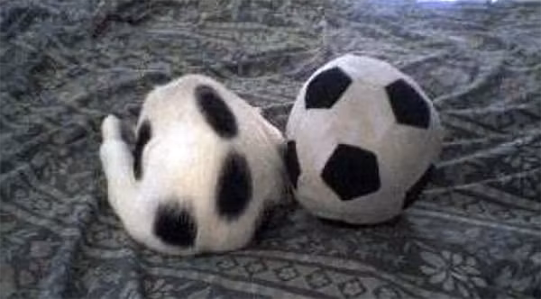 Phải dụi mắt vài lần bạn mới tìm ra được những thú cưng biết ngụy trang cực siêu này ảnh 12