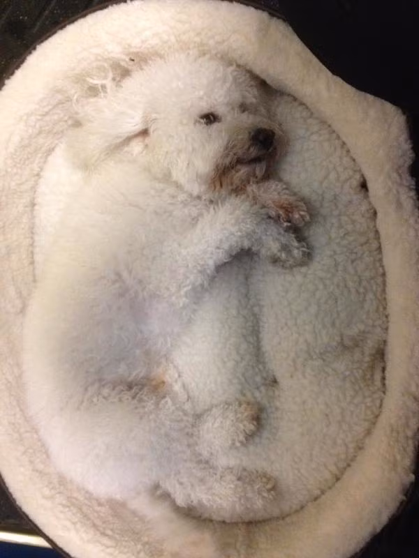 Phải dụi mắt vài lần bạn mới tìm ra được những thú cưng biết ngụy trang cực siêu này ảnh 7