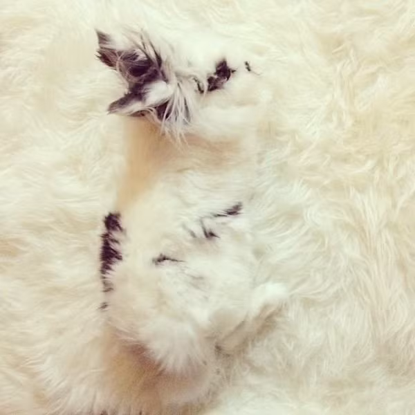 Phải dụi mắt vài lần bạn mới tìm ra được những thú cưng biết ngụy trang cực siêu này ảnh 11