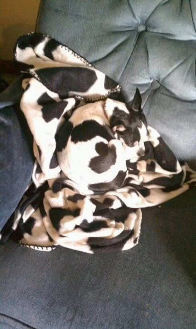 Phải dụi mắt vài lần bạn mới tìm ra được những thú cưng biết ngụy trang cực siêu này ảnh 16