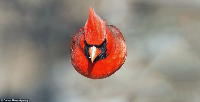 Chú chim trong trò chơi “Angry Birds” xuất hiện ngoài đời thực