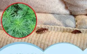Chỉ cần nguyên liệu này có thể “đánh bay” bọ rệp giường hoành hành ngày mưa ẩm