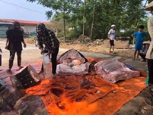 Tin nhanh - Cá mập voi gần 1 tấn bị ngư dân Sầm Sơn xẻ thịt bán gây tranh cãi trên Facebook (Hình 3).