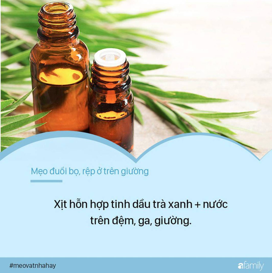 Bọ rệp giường hoành hành ngày mưa ẩm, chỉ cần nguyên liệu này thôi là có thể đánh bay bọn chúng, đặc biệt là số 1-3