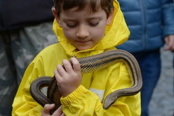 Rùng mình với lễ hội rắn bò nhung nhúc