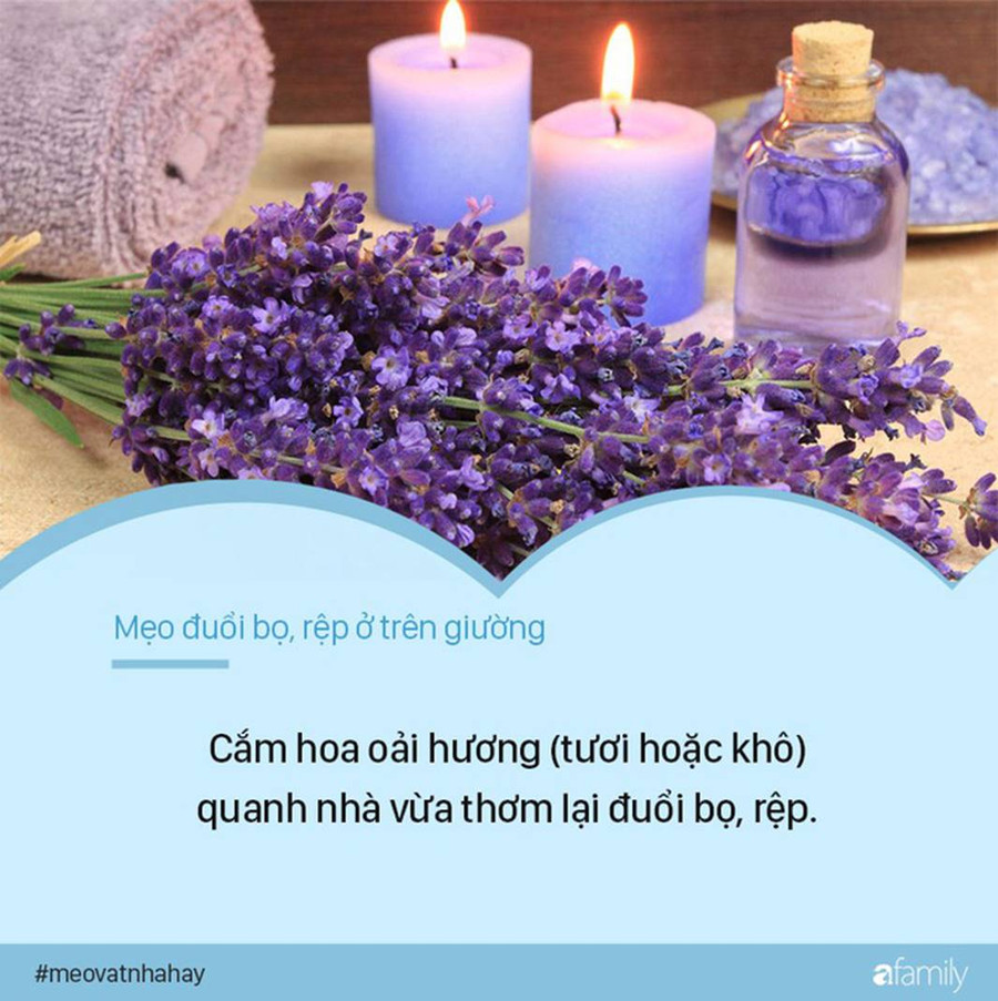 Bọ rệp giường hoành hành ngày mưa ẩm, chỉ cần nguyên liệu này thôi là có thể đánh bay bọn chúng, đặc biệt là số 1-4