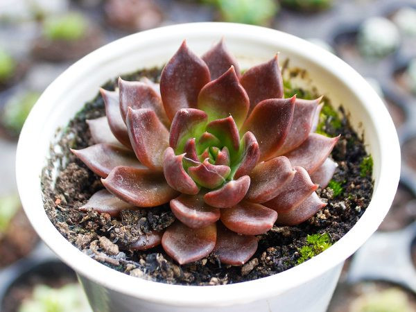 Những loại cây hợp người mệnh Kim mang may mắn, tài lộc vào nhà