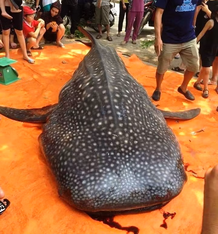 Tin nhanh - Cá mập voi gần 1 tấn bị ngư dân Sầm Sơn xẻ thịt bán gây tranh cãi trên Facebook