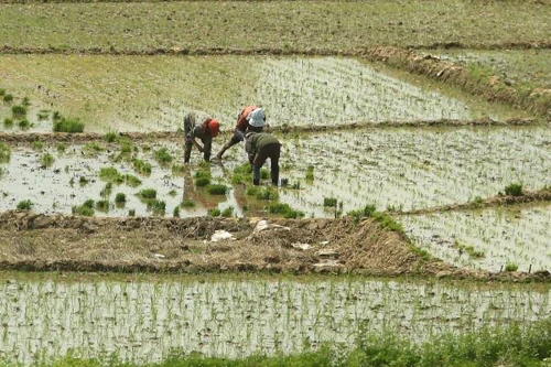 Nghiên cứu mới chỉ ra cây lúa đã được thuần hóa từ 10.000 năm trước.