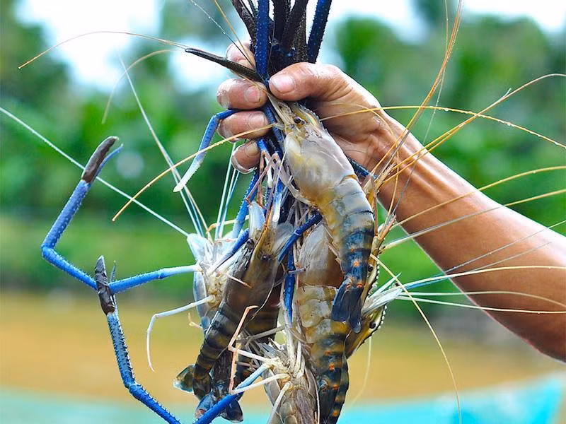 Cách chọn tôm tươi ngon, 10 con chất lượng cả 10