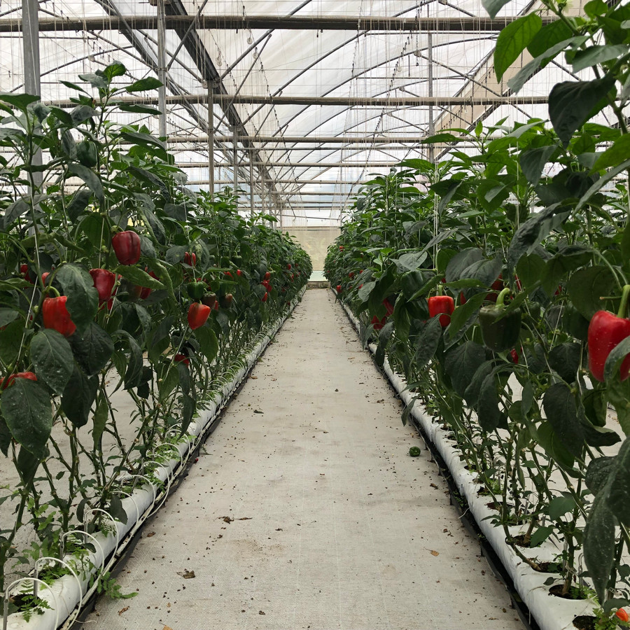 Ớt chuông sạch được trồng tại nông trường WinEco Ớt chuông sạch được trồng tại nông trường WinEco