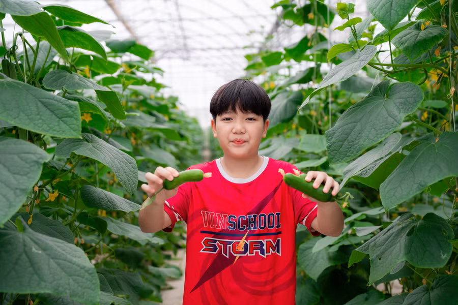 Khám phá các loại rau củ tươi ngon ngay tại nông trại.