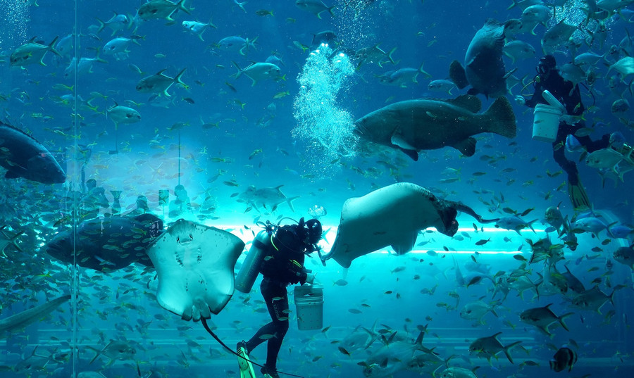 Cung điện Hải vương tại VinWonders Phú Quốc quy tụ hơn 255 nghìn sinh vật biển quý hiếm Cung điện Hải vương tại VinWonders Phú Quốc quy tụ hơn 255 nghìn sinh vật biển quý hiếm