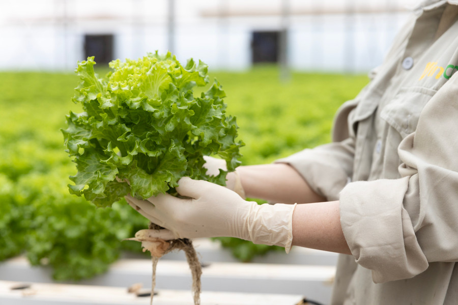 Hình ảnh thu hoạch xà lách lolo thủy canh Hình ảnh thu hoạch xà lách lolo thủy canh