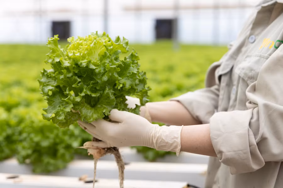 Hình ảnh thu hoạch xà lách lolo thủy canh Hình ảnh thu hoạch xà lách lolo thủy canh