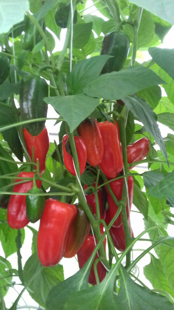 Ớt chuông trồng tại nông trường công nghệ cao WinEco Ớt chuông trồng tại nông trường công nghệ cao WinEco