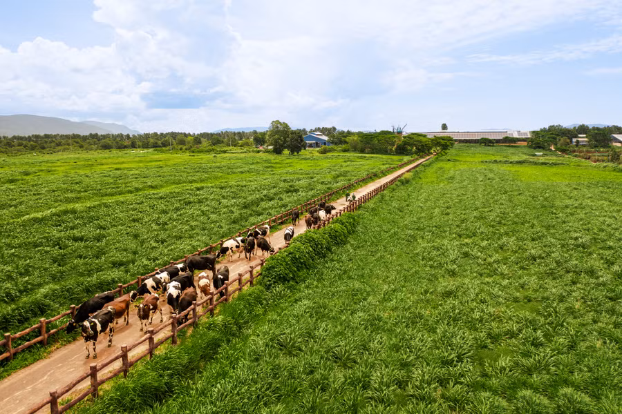 100% diện tích trồng trọt của Vinamilk được canh tác theo phương pháp hữu cơ và vận dụng vòng tuần hoàn đất.