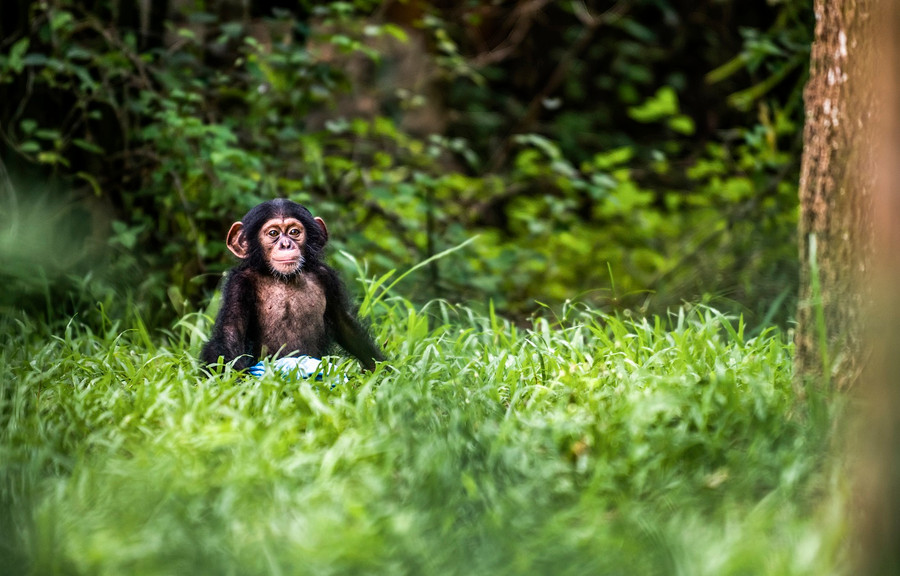 Bé “Mây” trở thành nhân vật “truyền cảm hứng” luôn được “fan” săn đón Bé “Mây” trở thành nhân vật “truyền cảm hứng” luôn được “fan” săn đón