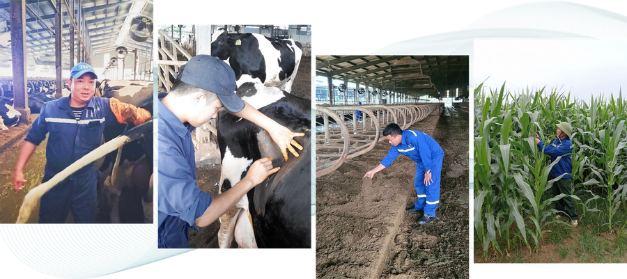 Các đảng viên đang làm việc tại các cụm trang trại TH gồm: Bác sĩ thú y Nguyễn Hữu Bình khám sức khỏe cho bò sữa trước khi phối giống; Bác sĩ thú y Nguyễn Thế Lương chuyên khoa mổ cho bò sữa; Anh Nguyễn Cảnh Toàn, kỹ thuật trang trại đang kiểm tra chất lượng đệm sinh học nền chuồng bò sữa; Anh Phạm Xuân Quang, đội trưởng đội sản xuất đang kiểm tra mức độ phát triển của cây ngô. Ảnh: Vũ Toàn.