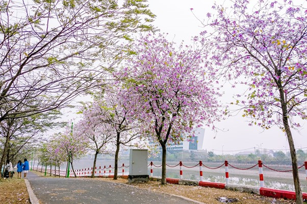 Đường chạy đẹp như mơ dưới hàng ban tím (Ảnh: Halo Thạch Thất) Đường chạy đẹp như mơ dưới hàng ban tím (Ảnh: Halo Thạch Thất)