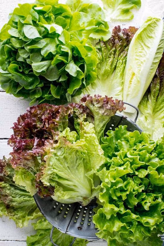 Xà lách một trong những sản phẩm chủ lực của nông trường công nghệ cao WinEco Xà lách một trong những sản phẩm chủ lực của nông trường công nghệ cao WinEco