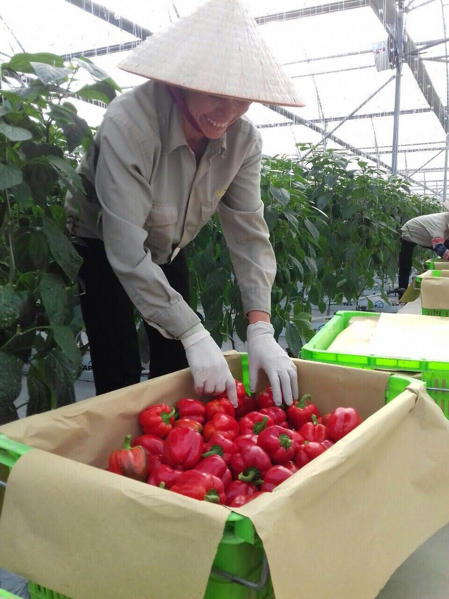 Nụ cười lao động của nhân viên WinEco khi thu hoạch ớt chuông Nụ cười lao động của nhân viên WinEco khi thu hoạch ớt chuông