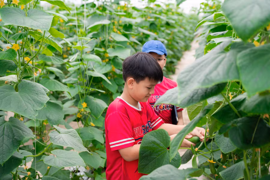Các “nông dân nhí" đều rất yêu thích trải nghiệm khám phá nông trường tại WinEco.